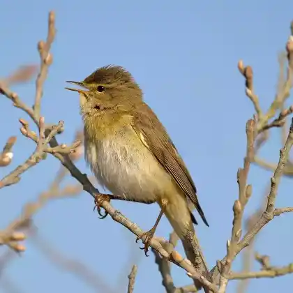 Foto von Fitis (Phylloscopus trochilus)