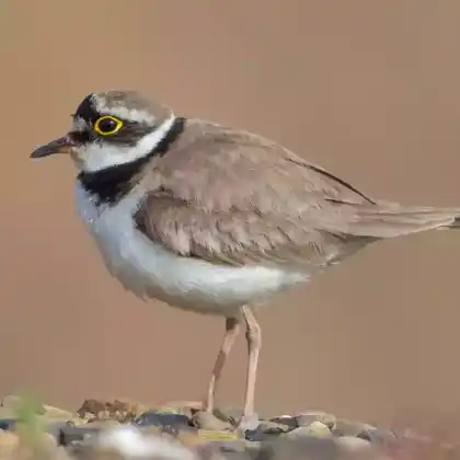 Foto von Flussregenpfeifer (Charadrius dubius)