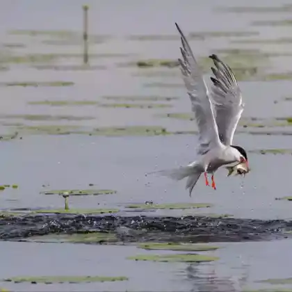Foto von Flussseeschwalbe (Sterna hirundo)