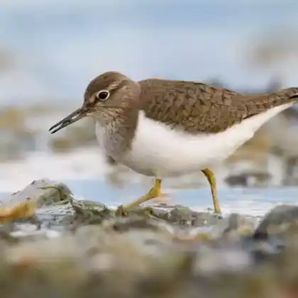 Foto von Flussuferläufer (Actitis hypoleucos)