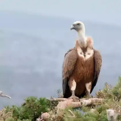 Foto von Gänsegeier (Gyps fulvus)