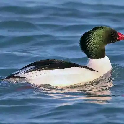 Foto von Gänsesäger (Mergus merganser)