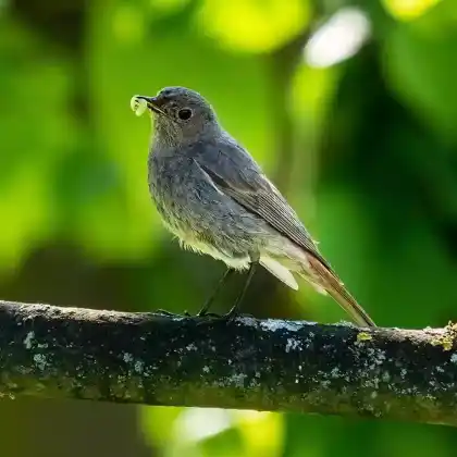 Foto von Gartenrotschwanz (Phoenicurus phoenicurus)