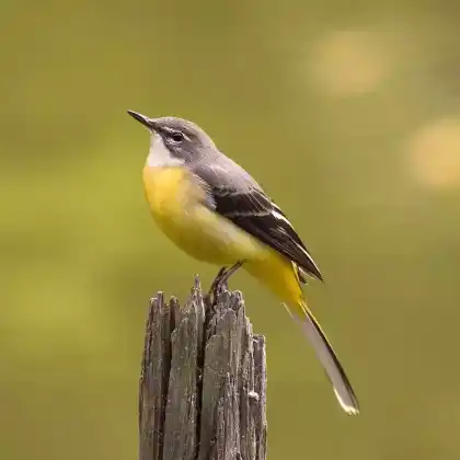 Foto von Gebirgsstelze (Motacilla cinerea)