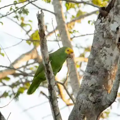Foto von Gelbkopfamazone (Amazona oratrix)
