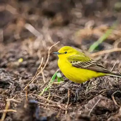 Foto von Gelbkopf-Schafstelze (Motacilla flavissima)