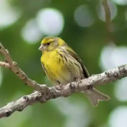Foto von Girlitz (Serinus serinus)