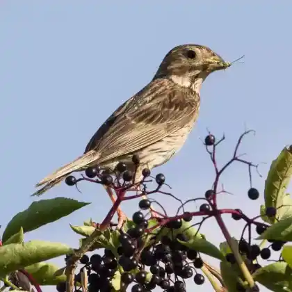 Foto von Grauammer (Emberiza calandra)