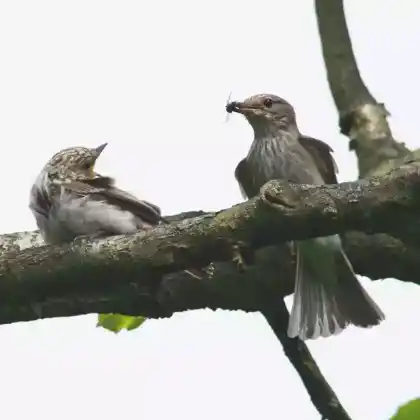 Foto von Grauschnäpper (Muscicapa striata)
