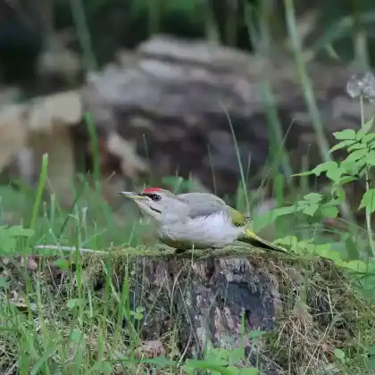 Foto von Grauspecht (Picus canus)