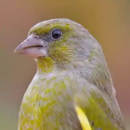 Foto von Grünfink (Carduelis chloris)