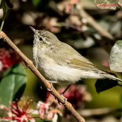 Foto von Grünlaubsänger (Phylloscopus trochiloides)