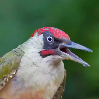 Foto von Grünspecht (Picus viridis)