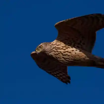 Foto von Habicht (Accipiter gentilis)