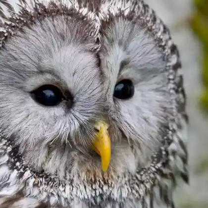 Foto von Habichtskauz (Strix uralensis)