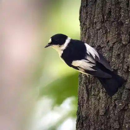 Foto von Halsbandschnäpper (Ficedula albicollis)