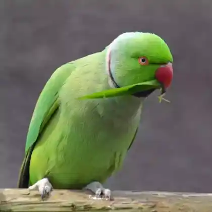 Foto von Halsbandsittich (Psittacula krameri)