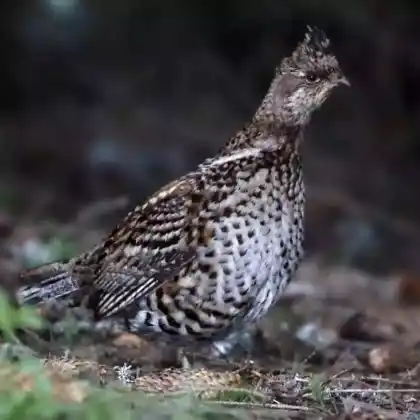 Foto von Haselhuhn (Tetrastes bonasia)