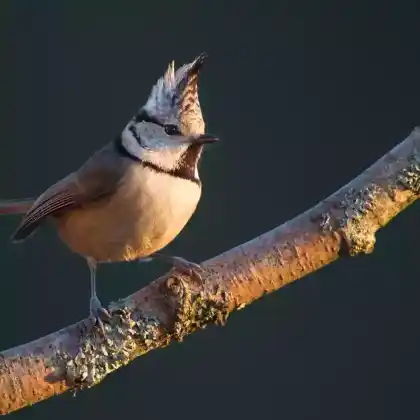Foto von Haubenmeise (Parus cristatus)