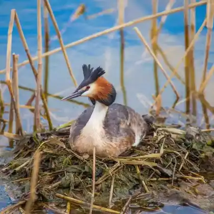 Foto von Haubentaucher (Podiceps cristatus)