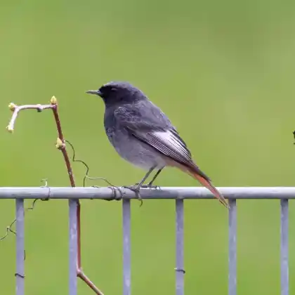 Foto von Hausrotschwanz (Phoenicurus ochruros)