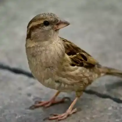 Foto von Haussperling (Passer domesticus)