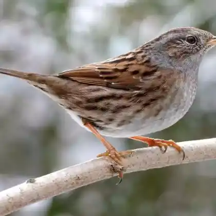 Foto von Heckenbraunelle (Prunella modularis)