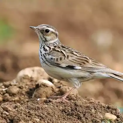 Foto von Heidelerche (Lullula arborea)