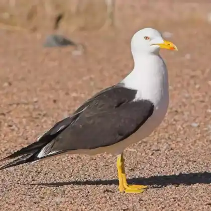 Foto von Heringsmöwe (Larus fuscus)