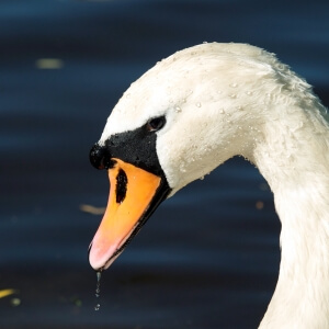 Höckerschwan