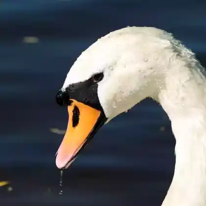 Foto von Höckerschwan (Cygnus olor)
