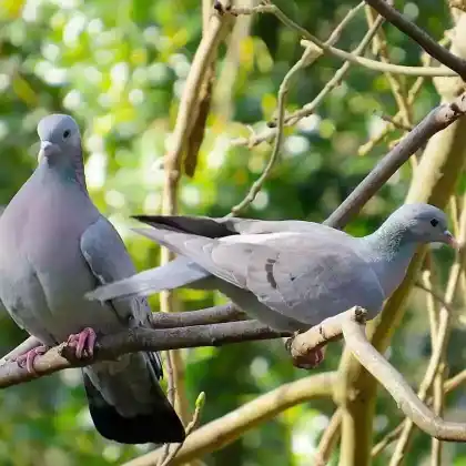 Foto von Hohltaube (Columba oenas)
