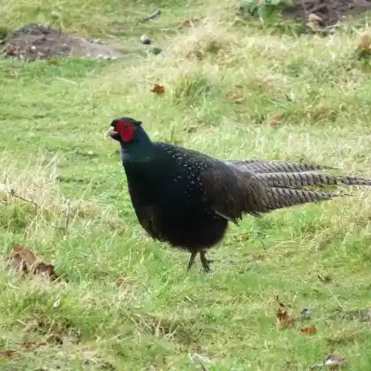 Foto von Jagdfasan (Phasianus colchicus)