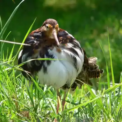 Foto von Kampfläufer (Philomachus pugnax)