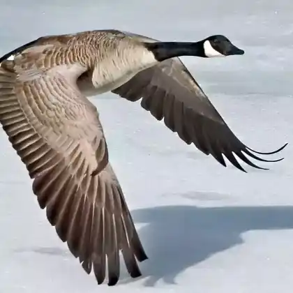 Foto von Kanadagans (Branta canadensis)