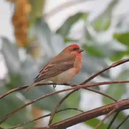 Foto von Karmingimpel (Carpodacus erythrinus)