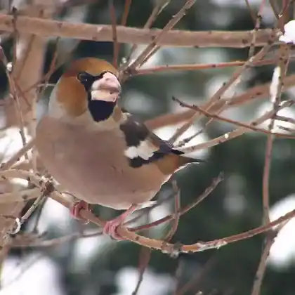 Foto von Kernbeißer (Coccothraustes coccothraustes)