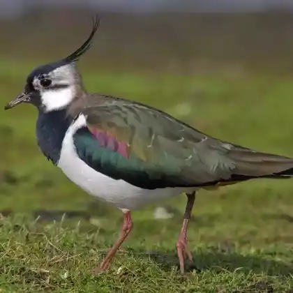 Foto von Kiebitz (Vanellus vanellus)