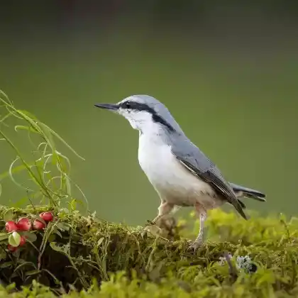 Foto von Kleiber (Sitta europaea)