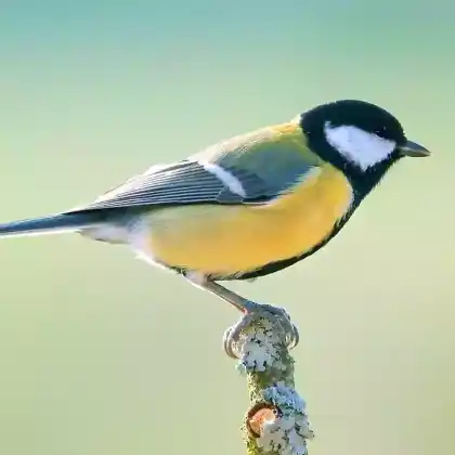 Foto von Kohlmeise (Parus major)
