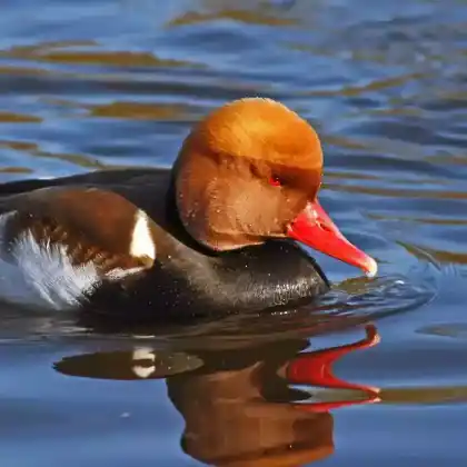 Foto von Kolbenente (Netta rufina)