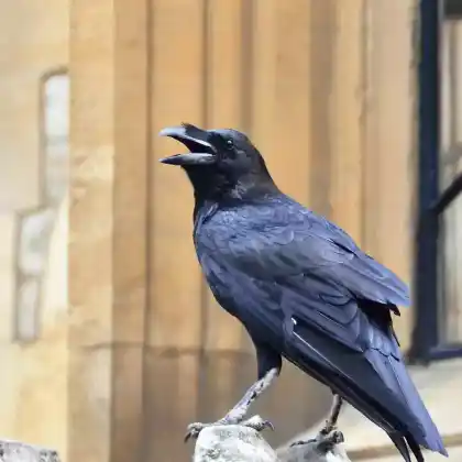 Foto von Kolkrabe (Corvus corax)