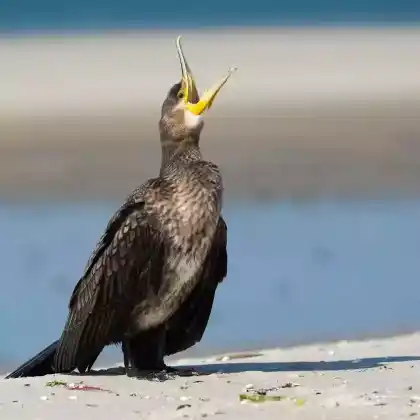 Foto von Kormoran (Phalacrocorax carbo)