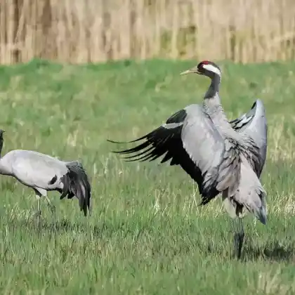 Foto von Kranich (Grus grus)