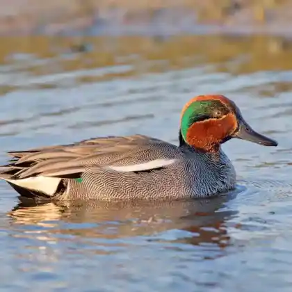 Foto von Krickente (Anas crecca)