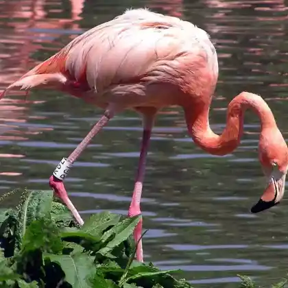 Foto von Kubaflamingo (Phoenicopterus ruber)