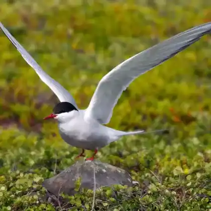 Foto von Küstenseeschwalbe (Sterna paradisaea)