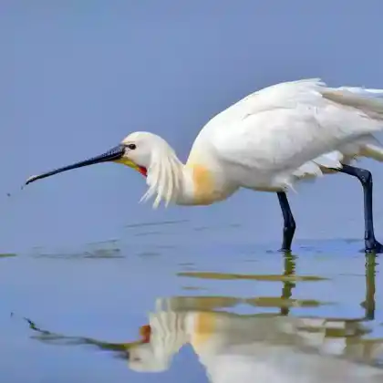 Foto von Löffler (Platalea leucorodia)