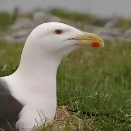 Foto von Mantelmöwe (Larus marinus)