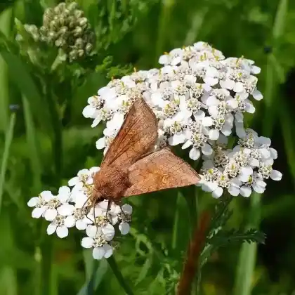 Foto von Gemeine Stengeleule (Amphipoea fucosa)